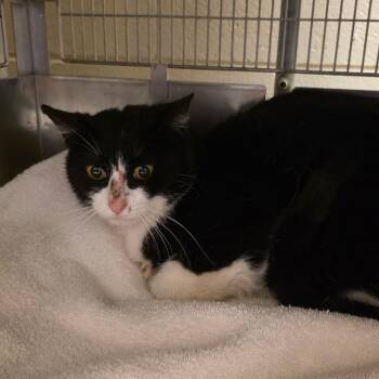 Domestic Short Hair Cats Available for Adoption in Bristol, Indiana - Shy Guy | PetCurious
