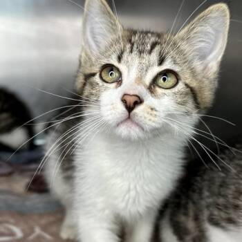 Ivy -  Domestic Short Hair Cat for Adoption in Matteson, Illinois - Ivy | PetCurious