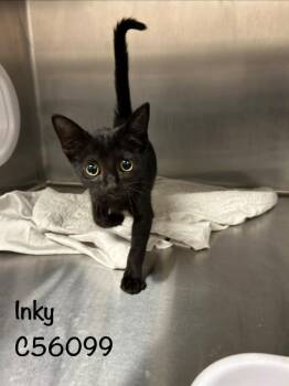 Inky -  Domestic Short Hair Cat for Adoption in Clarksville, Tennessee - Inky | PetCurious