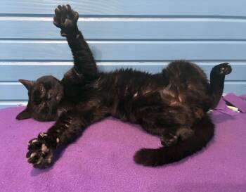 Momie -  Domestic Short Hair Cat for Adoption in Dublin, Ohio - Momie | PetCurious