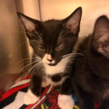 Simon -  Domestic Short Hair Cat for Adoption in Milan, Illinois - Simon | PetCurious