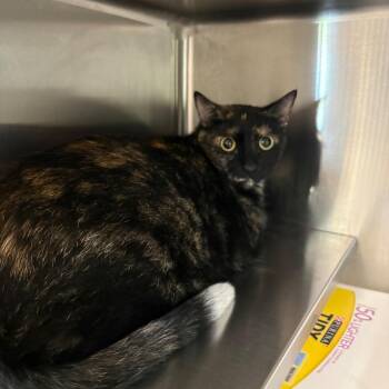 Monroe -  Domestic Short Hair Cat for Adoption in Manhattan, Kansas - Monroe | PetCurious