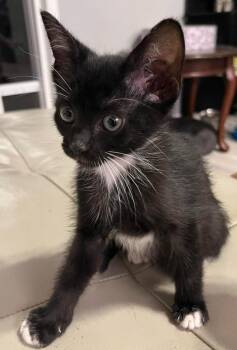 Domestic Short Hair Cats Available for Adoption in Sebastian, Florida - Rajah | PetCurious