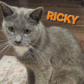 Domestic Short Hair Cats Available for Adoption in Villa Park, California - Ricky | PetCurious