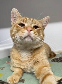 Taco -  Domestic Short Hair Cat for Adoption in Hayward, Wisconsin - Taco | PetCurious