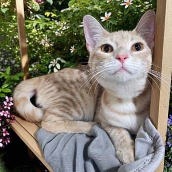 SANDY -  Domestic Short Hair Cat for Adoption - SANDY | PetCurious