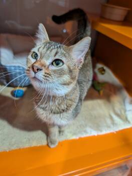 Domestic Short Hair Cats Available for Adoption - Bennett | PetCurious