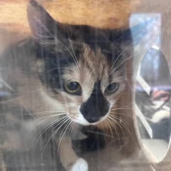 Tinka -  Domestic Short Hair Cat for Adoption in Philadelphia, Pennsylvania - Tinka | PetCurious