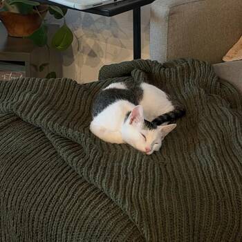 Gimli -  Domestic Medium Hair Cat for Adoption in Las Vegas, Nevada - Gimli | PetCurious