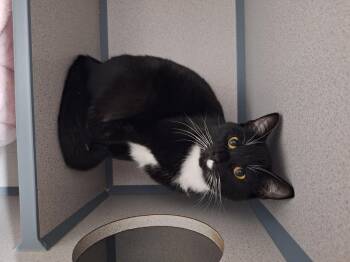 Domestic Short Hair Cats Available for Adoption in Dayton, Ohio - Lucille | PetCurious