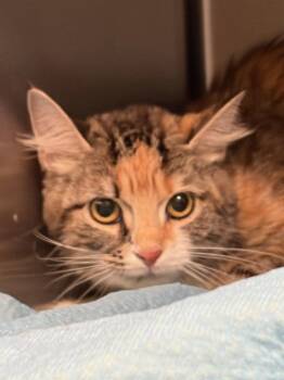 Coral -  Domestic Medium Hair Cat for Adoption - Coral | PetCurious