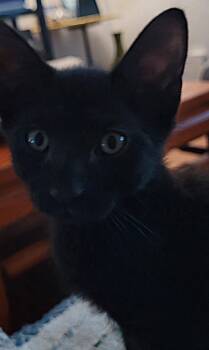 Stanley -  Domestic Short Hair Cat for Adoption in Oviedo, Florida - Stanley | PetCurious
