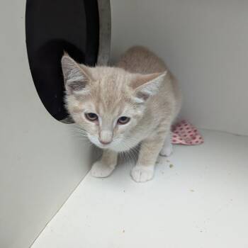 Sue -  Domestic Short Hair Cat for Adoption in Jeffersonville, Indiana - Sue | PetCurious