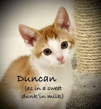 Duncan -  Tabby and Domestic Short Hair Cat for Adoption in Gilbert, Arizona - Duncan | PetCurious