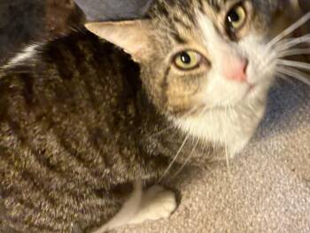 Bowman -  Domestic Short Hair Cat for Adoption in Ruther Glen, Virginia - Bowman | PetCurious