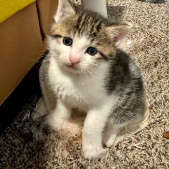 Jupiter -  Domestic Short Hair Cat for Adoption in Huntsville, Alabama - Jupiter | PetCurious