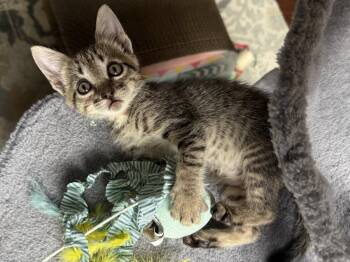 Tiger -  Domestic Short Hair Cat for Adoption in The Woodlands, Texas - Tiger | PetCurious