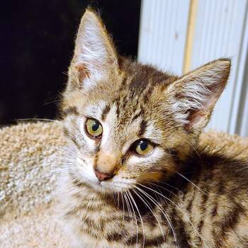 KING ARTHUR - BOUNCY BENGAL -  Bengal Cat for Adoption in Oakwood, Georgia - KING ARTHUR - BOUNCY BENGAL | PetCurious