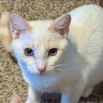 Rescue Siamese Cats for Adoption in Warr Acres, Oklahoma - Frisco | PetCurious