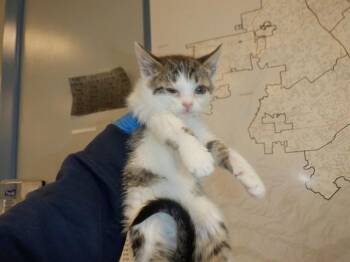 Domestic Short Hair Cats Available for Adoption in San Jose, California - A1407029 | PetCurious