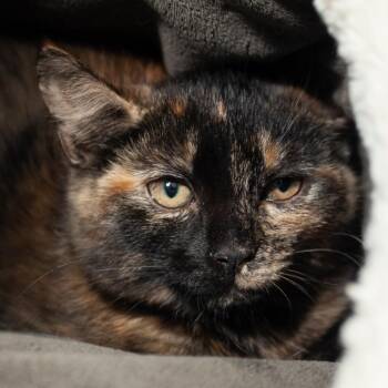 Peace Dale -  Domestic Short Hair Cat for Adoption in Middletown, Rhode Island - Peace Dale | PetCurious