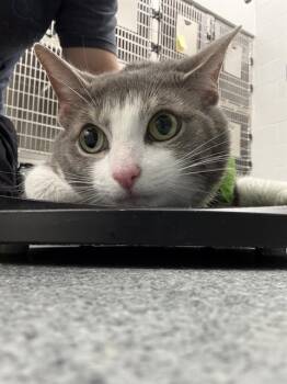 Domestic Short Hair Cats Available for Adoption in Indianapolis, Indiana - LUCY LUU | PetCurious