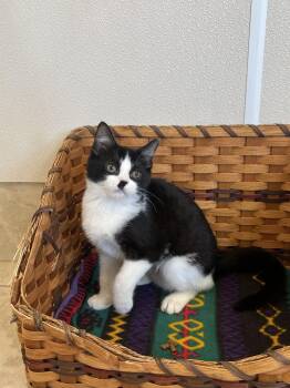Emmy -  Domestic Short Hair Cat Available for Adoption in Upper Sandusky, Ohio - Emmy | PetCurious