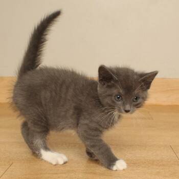 Peeper C70892 -  Domestic Short Hair Cat for Adoption in Minnetonka, Minnesota - Peeper C70892 | PetCurious