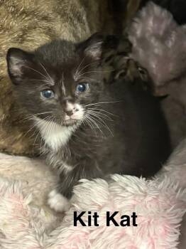 Milky Way -  American Shorthair Cat for Adoption in Telford, Pennsylvania - Milky Way | PetCurious