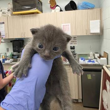 Compass -  Domestic Short Hair Cat for Adoption in Chattanooga, Tennessee - Compass | PetCurious