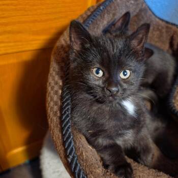 Tony C11616 -  Domestic Short Hair Cat for Adoption - Tony C11616 | PetCurious