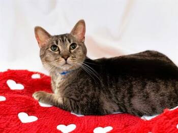 Domestic Short Hair Cats Available for Adoption - JOELMO | PetCurious