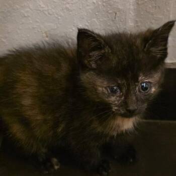 Samara -  Domestic Short Hair Cat for Adoption in South Elgin, Illinois - Samara | PetCurious
