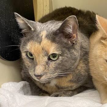 Domestic Short Hair Cats Available for Adoption - Hillary | PetCurious