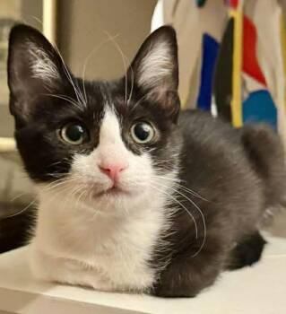 Domestic Short Hair Cats Available for Adoption in Chicago, Illinois - Chess, Explorer Of The Forbidden Drawer | PetCurious
