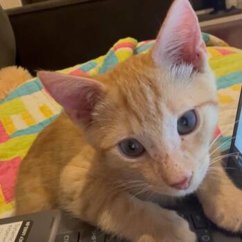 Dewey - Costa Mesa Location -  Domestic Short Hair Cat for Adoption in Chino Hills, California - Dewey - Costa Mesa Location | PetCurious