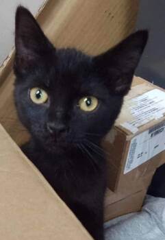 Rescue Domestic Short Hair Cats for Adoption in Beckley, West Virginia - Zelda | PetCurious