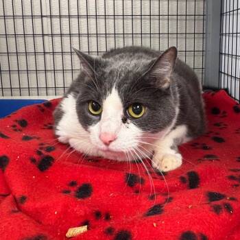 Domestic Short Hair Cats Available for Adoption in Columbiana, Alabama - Chandler | PetCurious