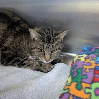 Alvin -  Domestic Short Hair Cat for Adoption in Buffalo, Wyoming - Alvin | PetCurious