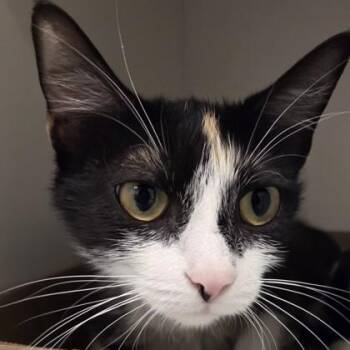Moana -  Domestic Short Hair Cat Available for Adoption in Voorhees Township, New Jersey - Moana | PetCurious