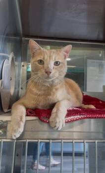 JACK TAN -  Domestic Short Hair Cat Available for Adoption in Grand Prairie, Texas - JACK TAN | PetCurious