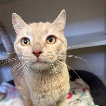 Domestic Short Hair Cats Available for Adoption - Fuego | PetCurious