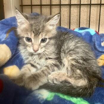 Teeny -  Domestic Short Hair Cat for Adoption in Columbus, North Carolina - Teeny | PetCurious