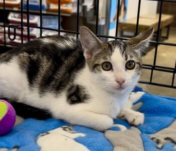 Rescue Domestic Short Hair Cats for Adoption in Gardena, California - Brick | PetCurious