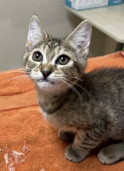 Rescue Domestic Short Hair Cats for Adoption in Sherwood, Oregon - Mitosis | PetCurious