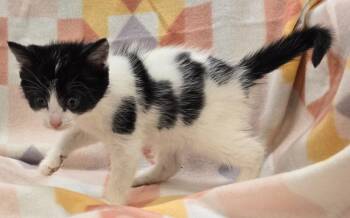 Domestic Medium Hair Cats Available for Adoption in Murphysboro, Illinois - Lotus | PetCurious