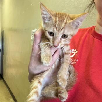 Humpty -  Domestic Short Hair Cat for Adoption in Birmingham, Alabama - Humpty | PetCurious