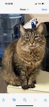 JoJo -  Maine Coon Cat for Adoption in Vails Gate, New York - JoJo | PetCurious