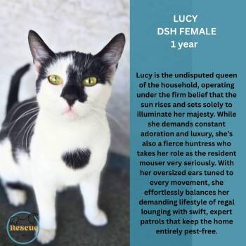 Lucy -  Domestic Short Hair Cat for Adoption in Clive, Alberta - Lucy | PetCurious