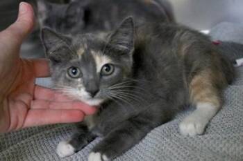 Ji Ji -  Domestic Short Hair Cat for Adoption in Brunswick, Georgia - Ji Ji | PetCurious